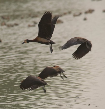 White faced Whistling Ducks Kotu Gambia